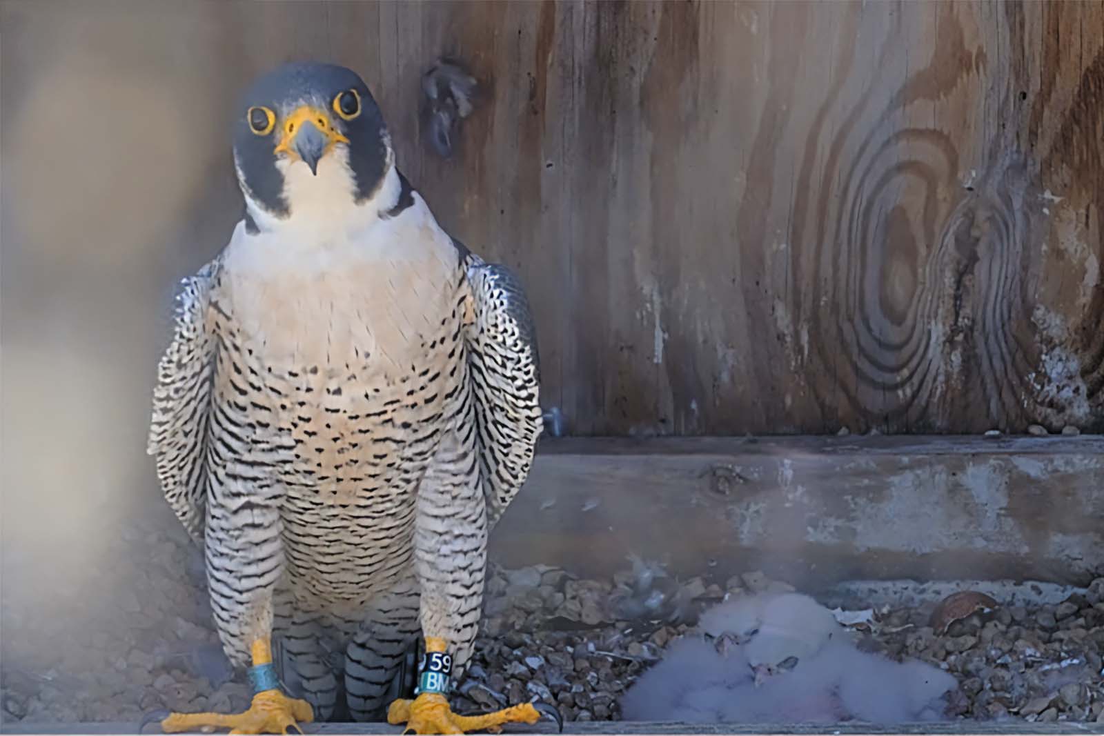 Un halcón peregrino anillado se sienta en el borde de una caja nido