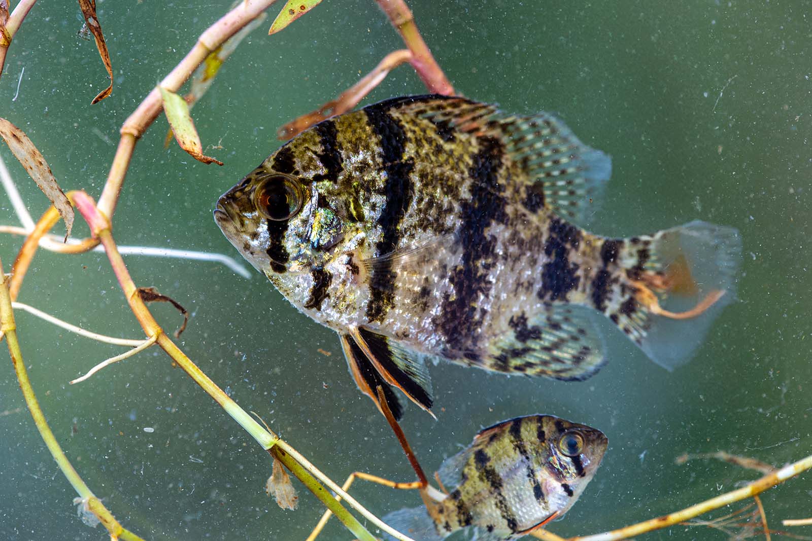 Un pez luna con bandas negras que muestra rayas negras verticales