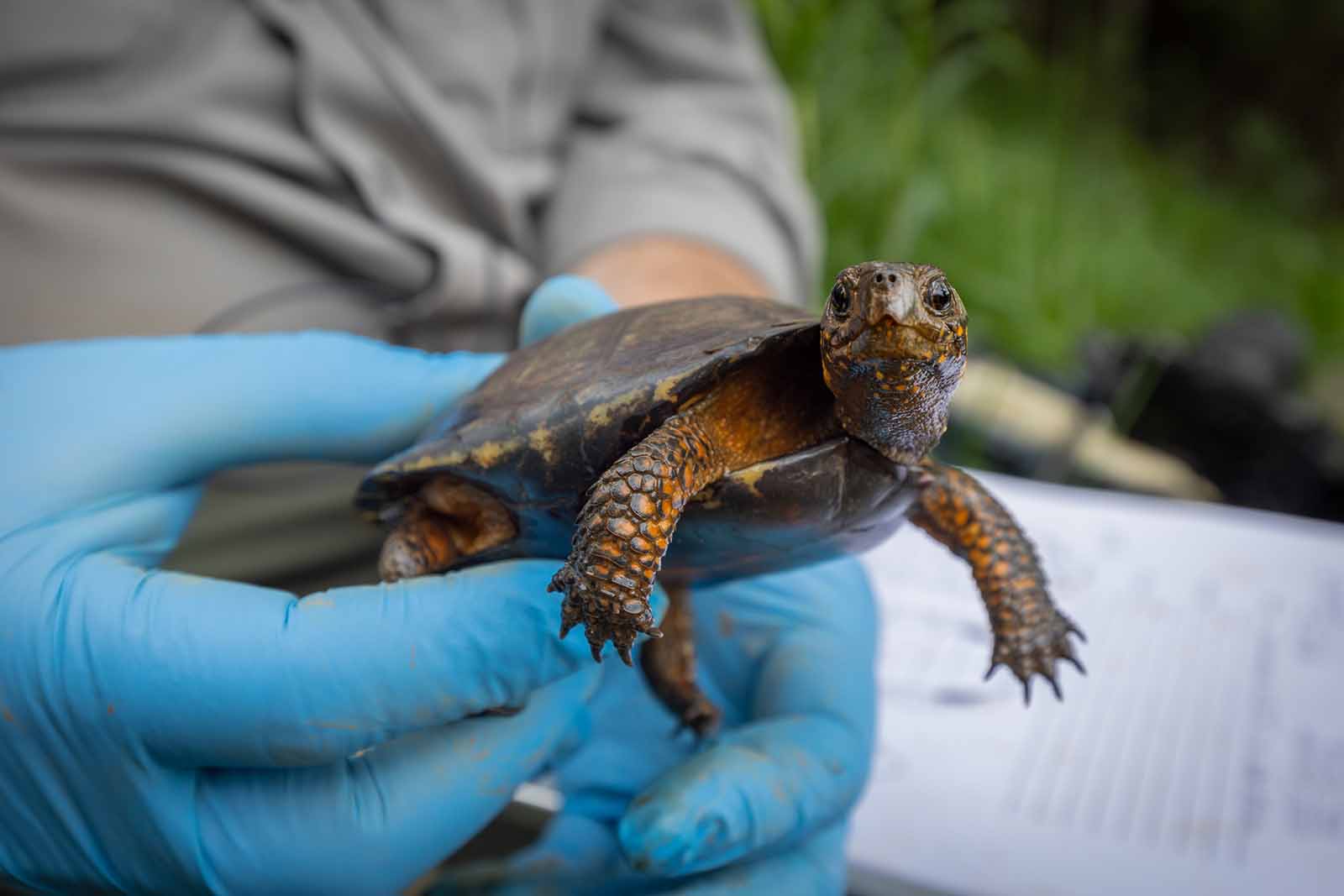 Ampliación del conocimiento sobre la distribución de las tortugas de turbera