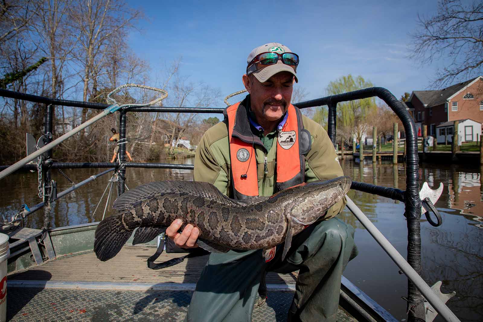 Especies invasoras investigadas