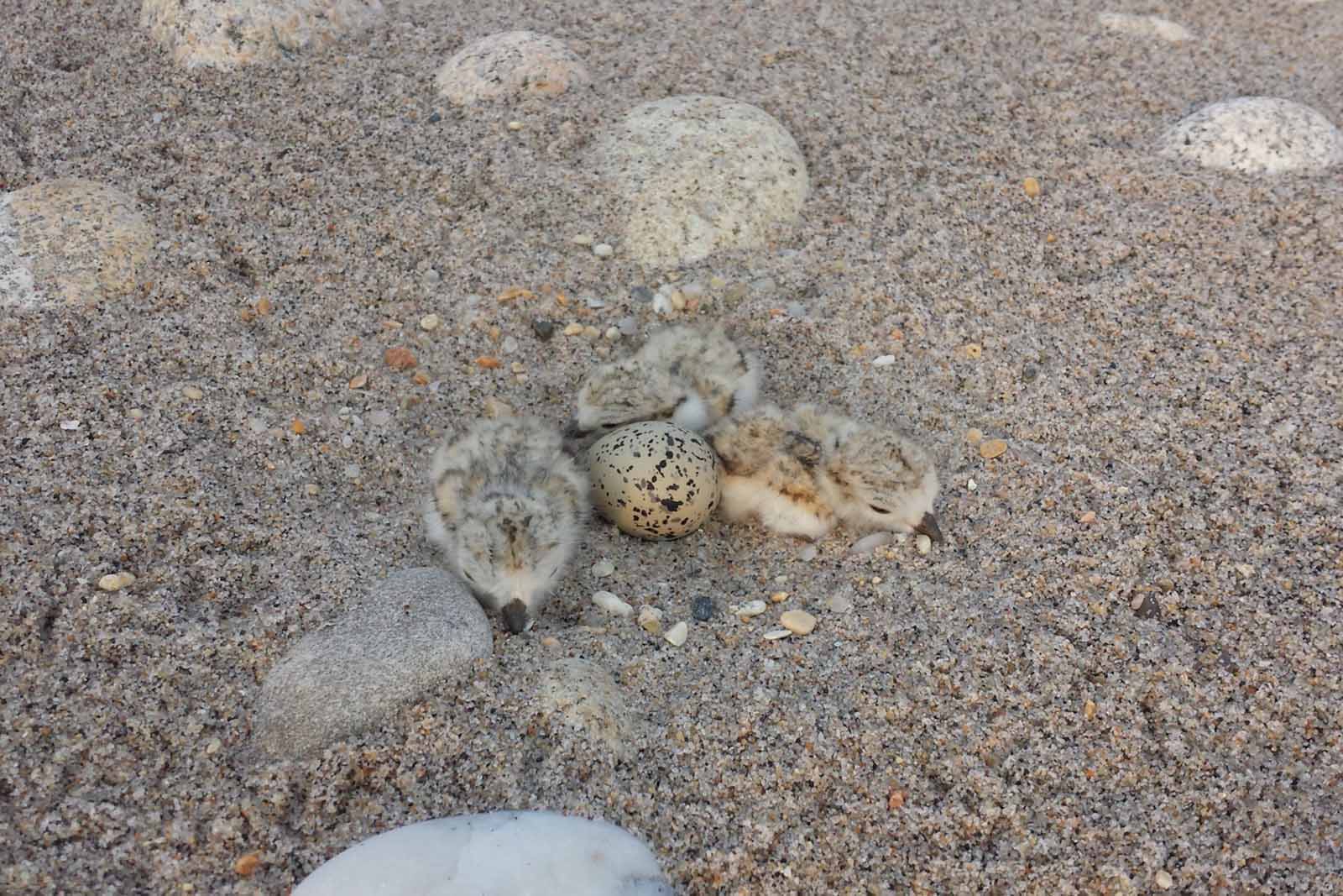 Abriendo paso al chorlito silbador