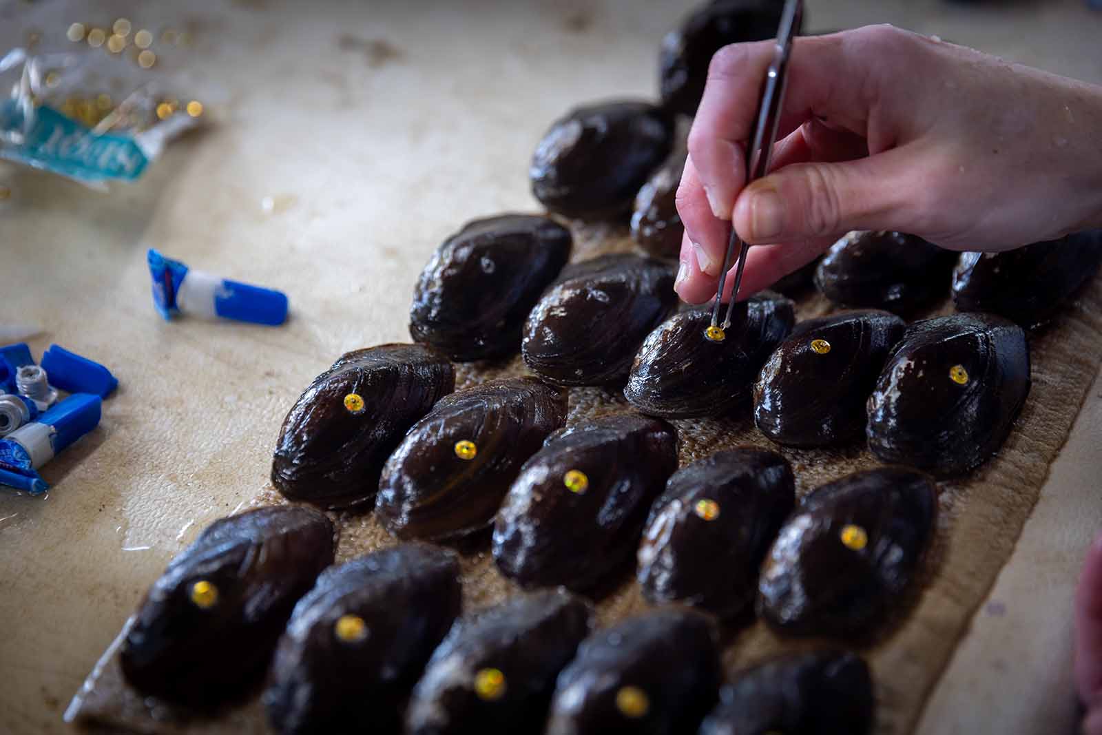 Propagación y liberación del mejillón