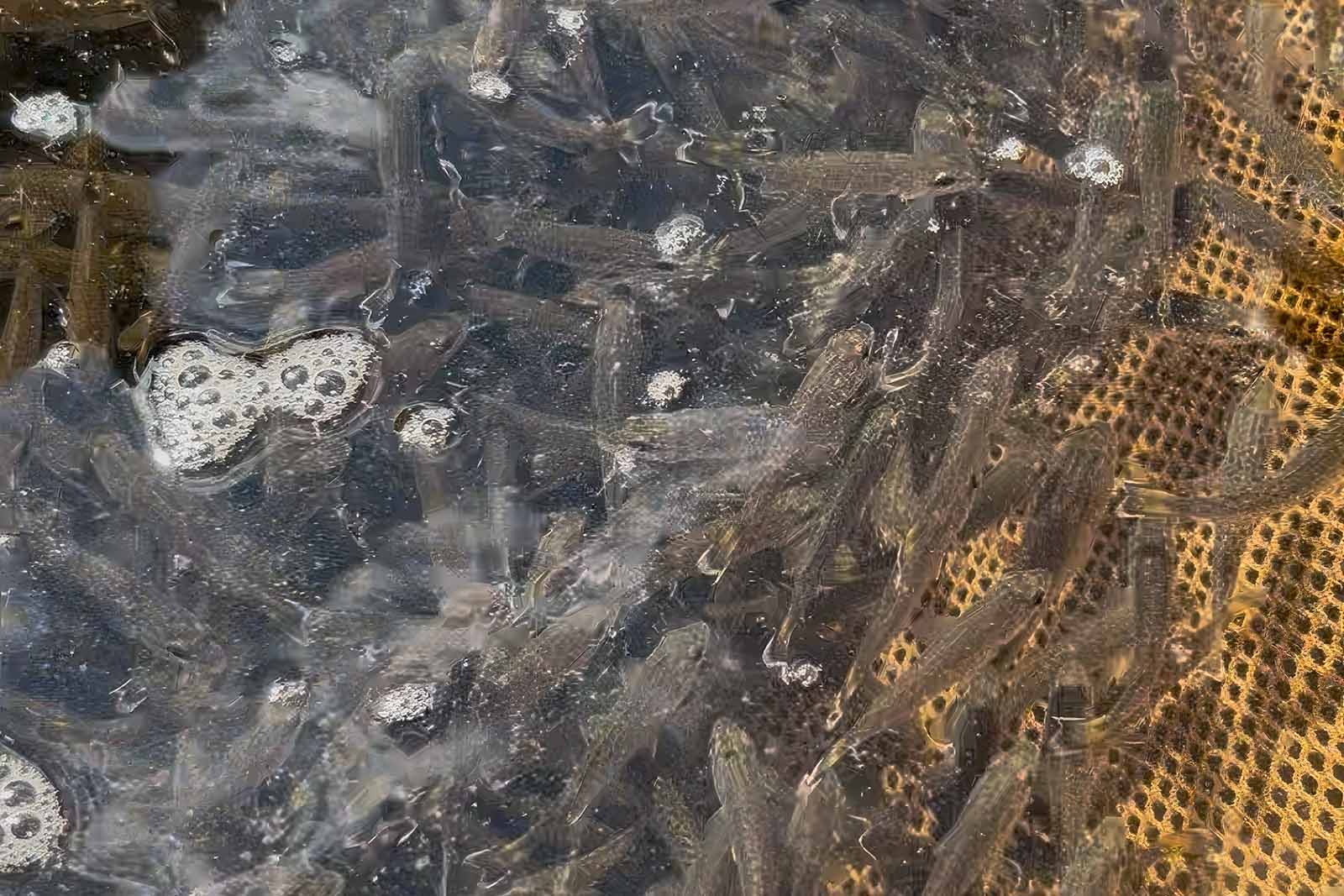La producción y repoblación de black bass de boca pequeña superan las expectativas