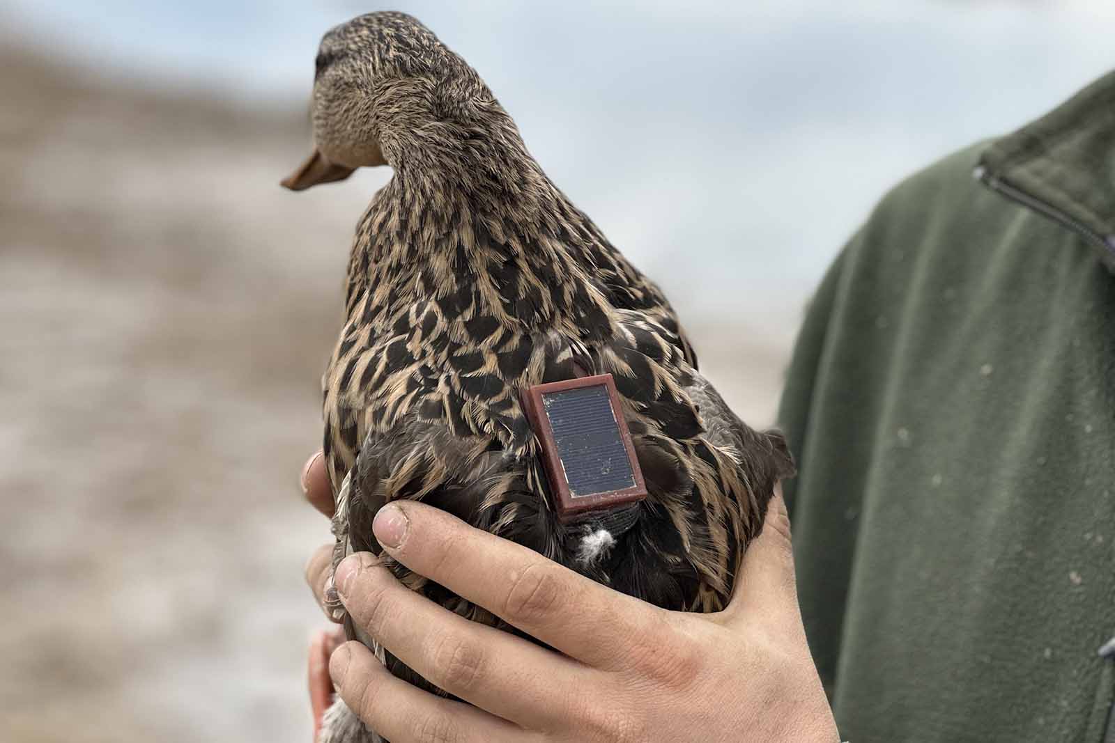 Estudio de la migración de aves acuáticas