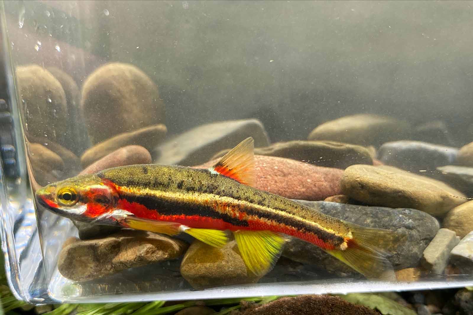 Tennessee Dace Encontrado