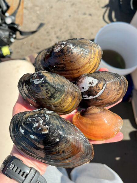 Una imagen de Tidewater Mucket