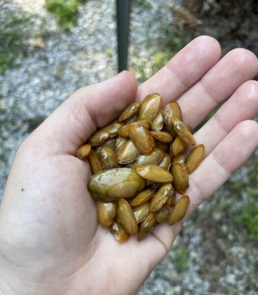 Una imagen de Shellshell de Faisán