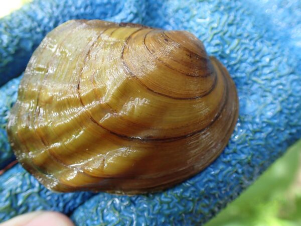 Una imagen de Threeridge