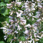 Una flor púrpura al borde de un campo