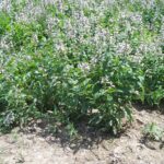 Flores moradas en un paisaje