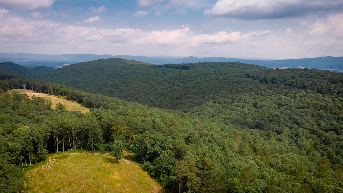 Big Survey WMA tiene muchas tierras boscosas para la caza