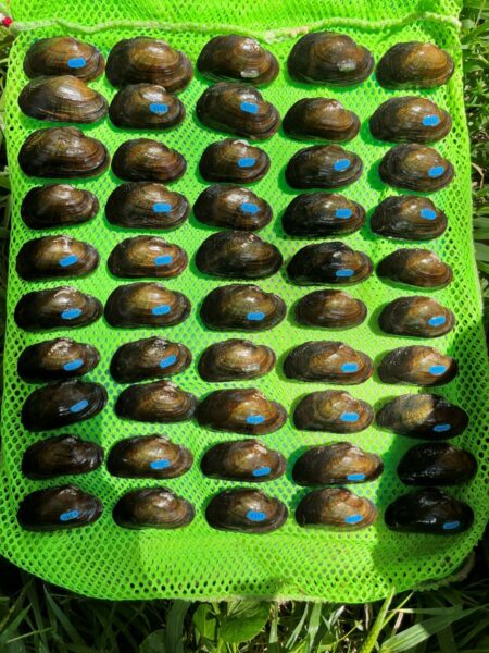 Brook Floater fue liberado en 2024 y recapturado en 2025. Foto de ©Kayla Howard - DWR