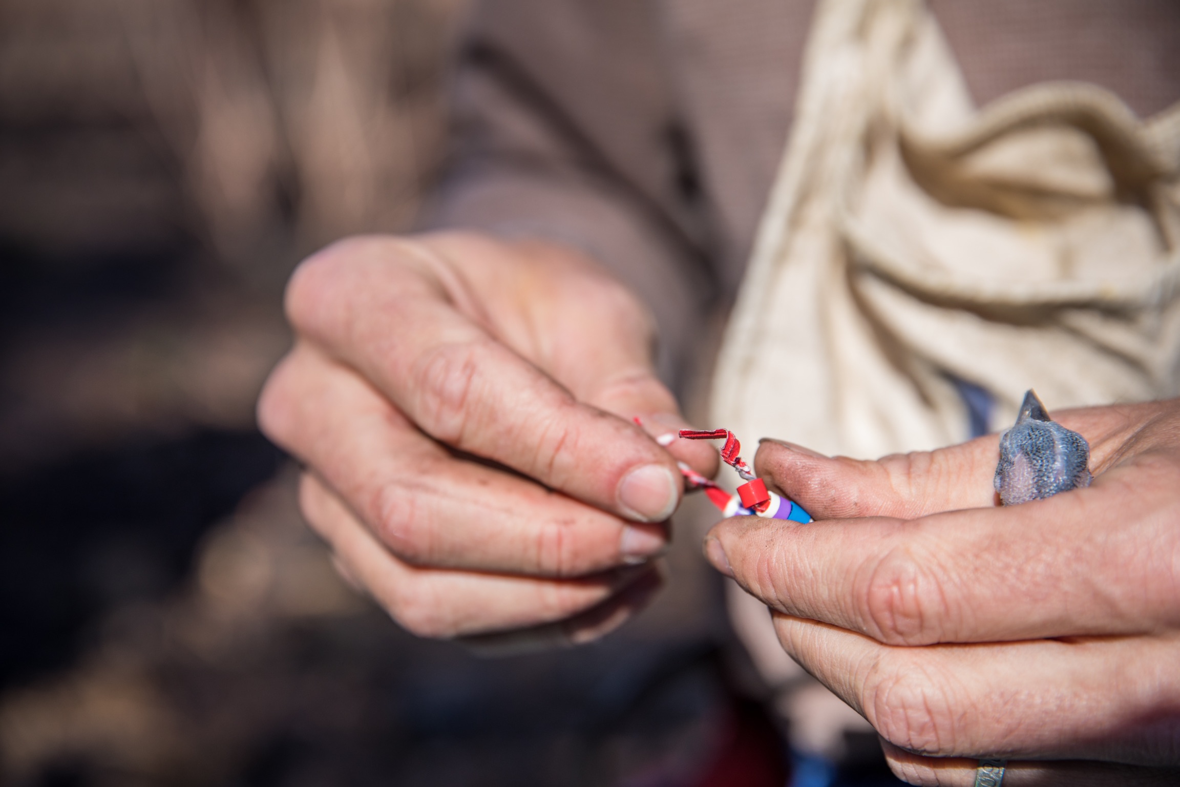 El polluelo se anilla desde un ángulo diferente