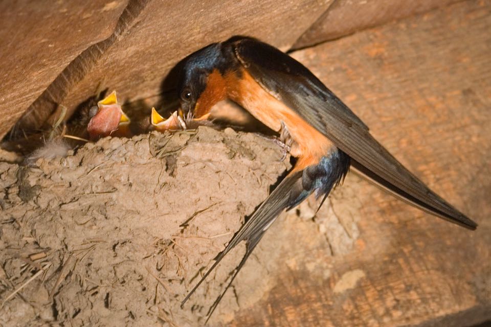 Golondrina común alimentando polluelos