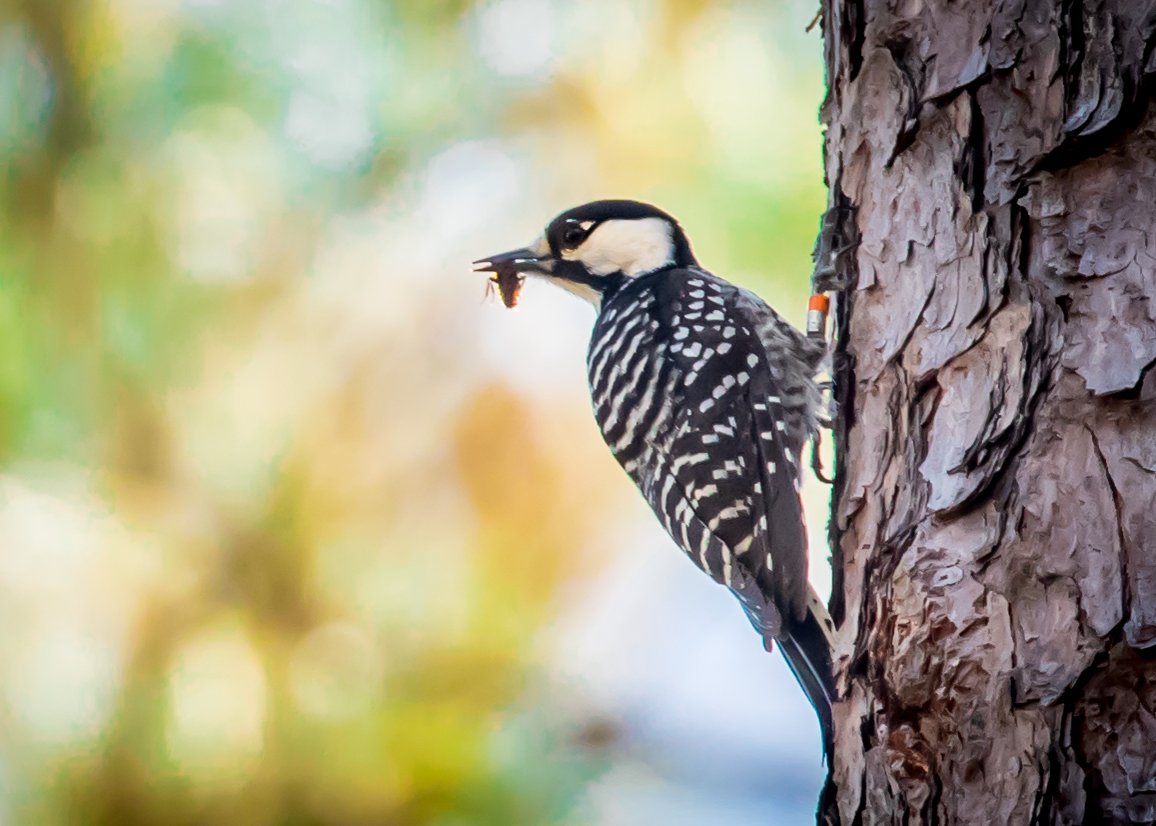 Un pájaro carpintero de cresta roja adulto con un grillo en la boca