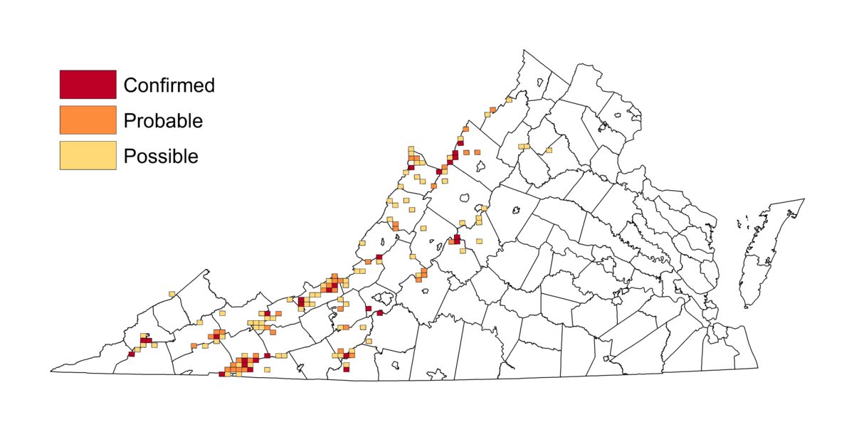 Un mapa que muestra dónde se ha detectado la curruca azul de garganta negra; los avistamientos en el mapa se alinean con la cordillera de los Apalaches.