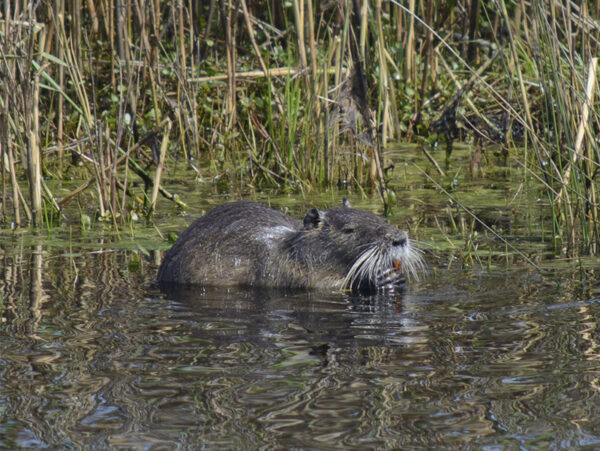 Un primer plano de una nutria nadando en un cuerpo de agua tranquilo, rodeada de pastos altos y juncos. La nutria tiene un grueso pelaje de color marrón oscuro y bigotes prominentes, con los ojos parcialmente por encima de la superficie del agua.
