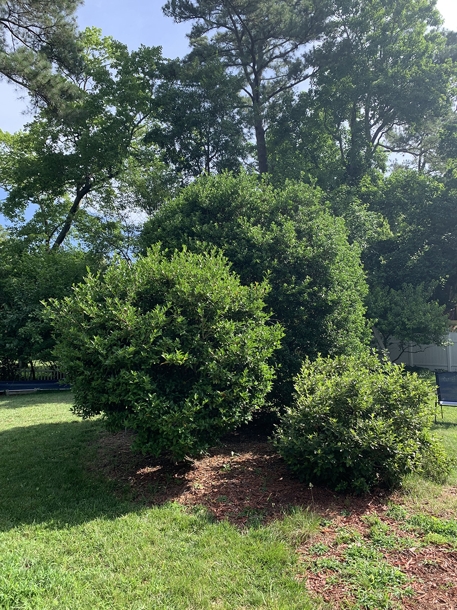 Una imagen de arbustos en un césped suburbano