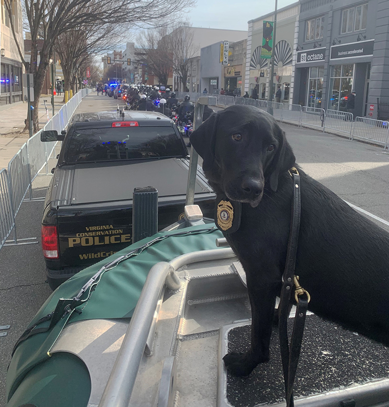 K9 Bailey montados en una carroza de CPO en el desfile inaugural del Gobernador.