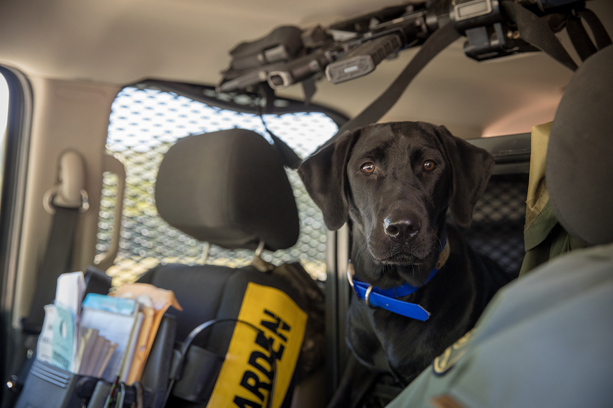 K9 Bailey, el labrador negro, en el vehículo del CPO Patrillo.