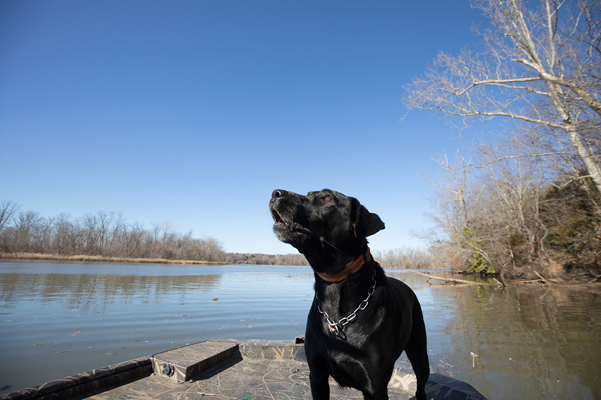 K9 Bailey de pie en un muelle; adiós Bailey, que tengas una feliz jubilación
