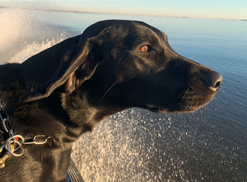 Bailey en un paseo en barco mirando al horizonte