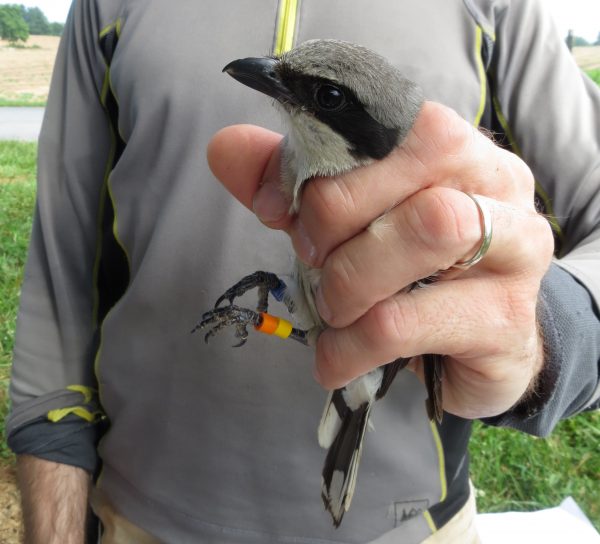Bandas para las piernas utilizadas en el alcaudón boba.