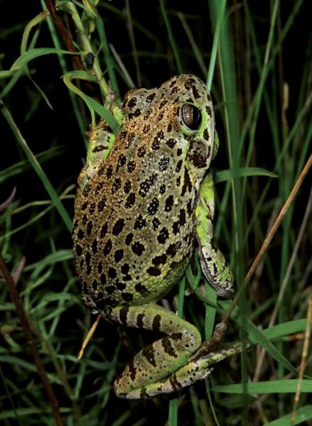 Imagen de una rana arborícola de ladrido marrón