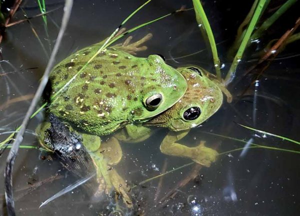 Una imagen de la rana arborícola ladradora