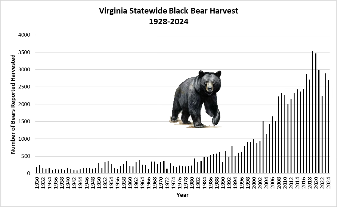 Un gráfico que muestra la cosecha de osos negros de Virginia desde 1928 hasta 2024