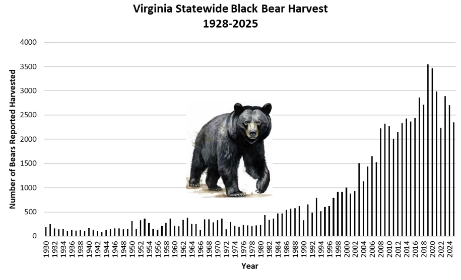 Un gráfico que muestra la cosecha de osos negros de Virginia desde 1928 hasta 2025