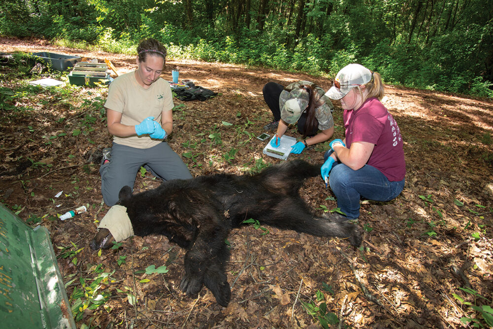 Un biólogo realizando un chequeo de salud a un oso antes de colocarle un collar GPS
