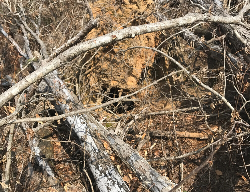Una imagen de un agujero en el suelo cubierto por los escombros de la tormenta que contiene una guarida de osos negros