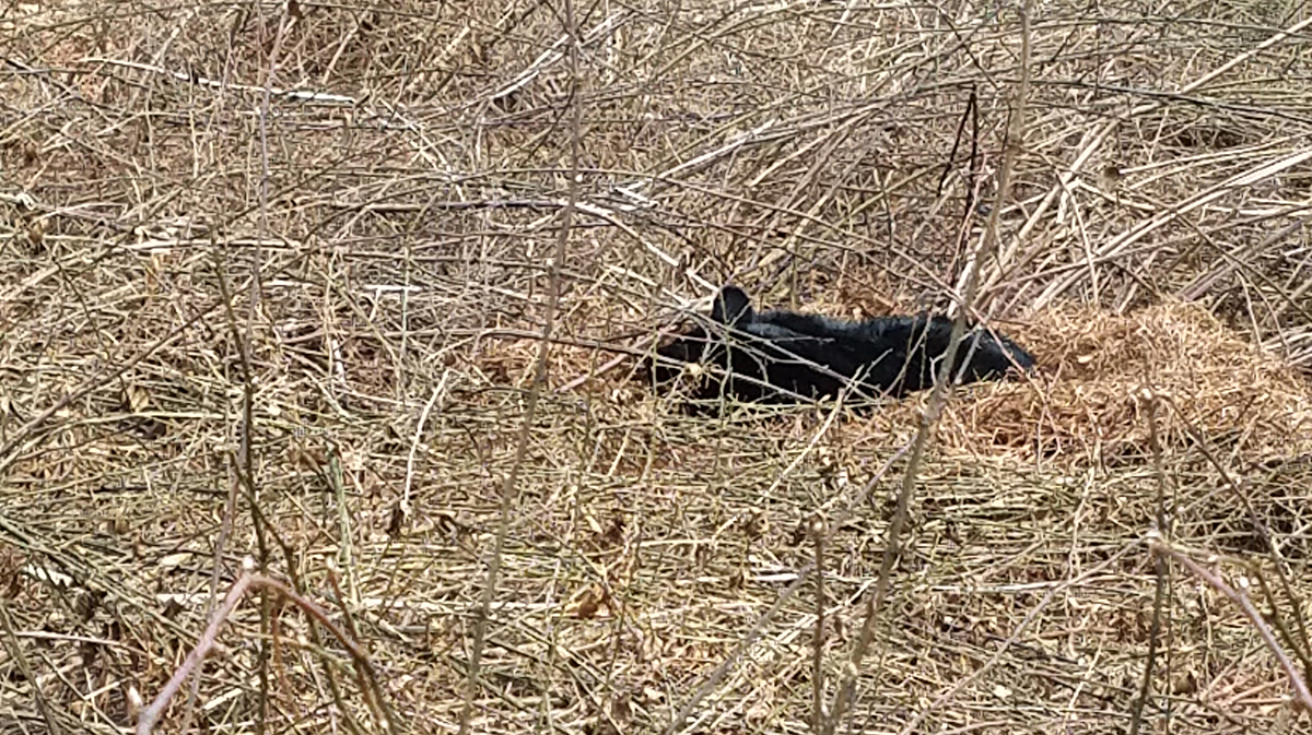 Una imagen de un oso negro haciendo una guarida de invierno con agujas de pino en un matorral de moras