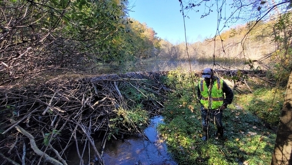 Un biólogo de pie a la derecha en un pantano con un castor a la izquierda.