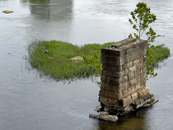 Escanea las rocas, las islas y los pilares del puente en busca de gaviotas, aves acuáticas y limícolas de patas largas como esta gran garza azul. Crédito de la foto: Lisa Mease