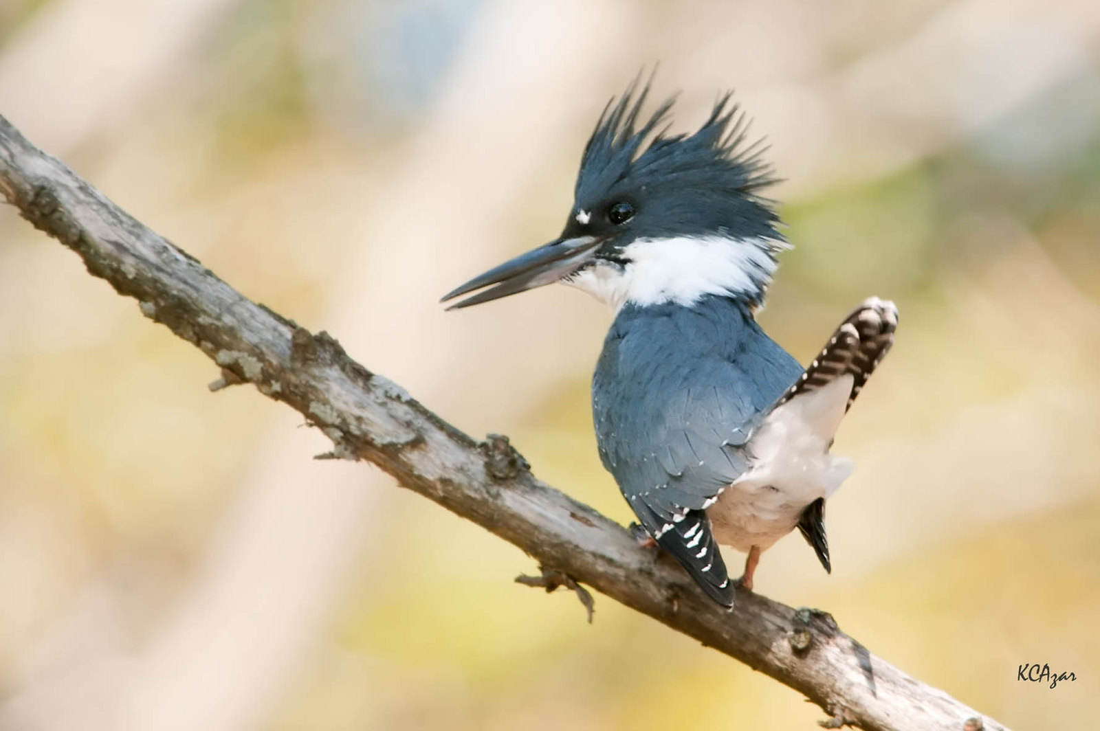 Un martín pescador con cinturón, un pájaro azul y blanco, posado en un palo.
