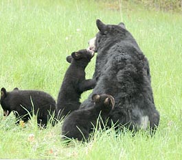 Un oso adulto con tres cachorros en un campo cubierto de hierba.