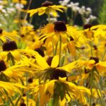 Una foto en primer plano de docenas de flores amarillas con centros negros