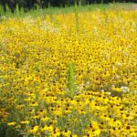 Una foto panorámica de cientos de flores amarillas con centros negros