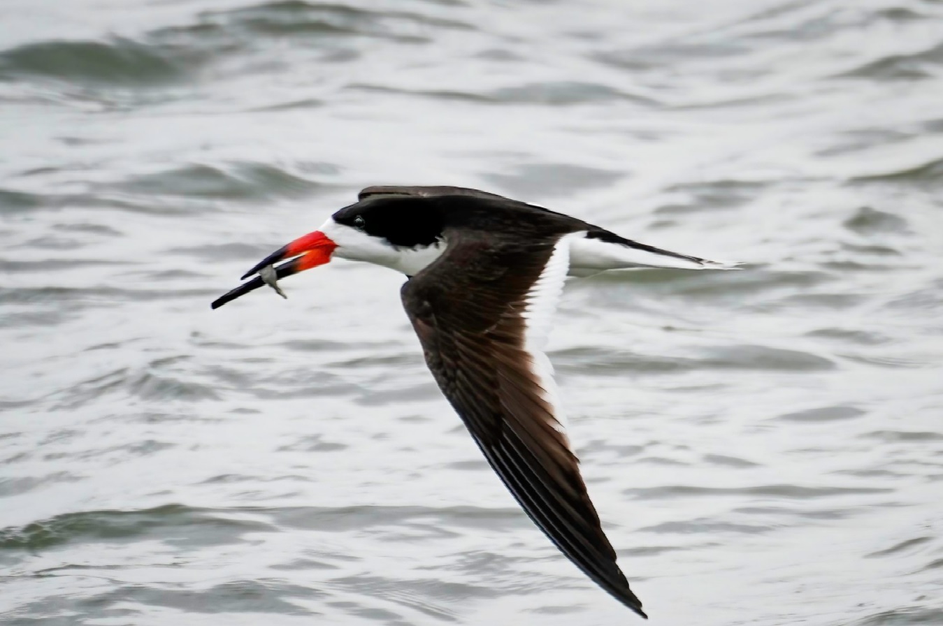 Una imagen de un rayador negro volando sobre el agua con un pez en su pico; El rayador negro es un ave marina con el dorso negro y el vientre blanco. Su característica más distintiva es su pico naranja con punta negra.