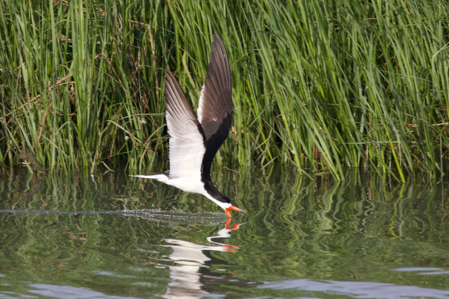 Una imagen de un rayador negro, una pequeña ave playera con el vientre blanco y el dorso, el cuello y las alas negros; volando sobre el agua de la marisma con la punta inferior del pico dentro del agua para buscar comida
