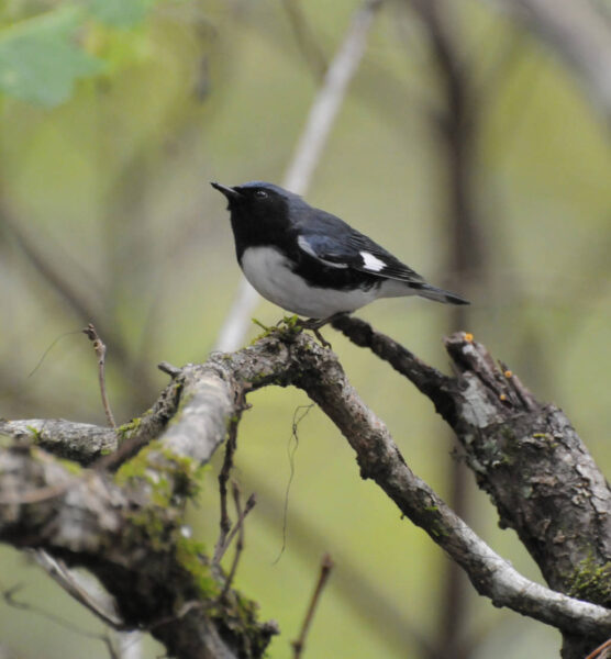 Una imagen de una curruca azul de garganta negra, que es un pequeño pájaro cantor con el dorso negro y el vientre blanco junto con una gran mancha blanca en su ala, muy parecida a la de un sinsonte del norte.