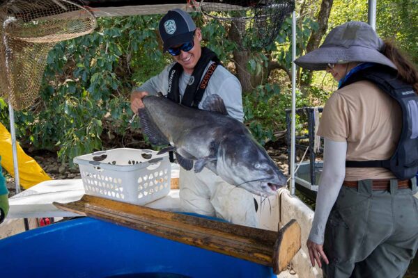 Una imagen de Bagre Azul