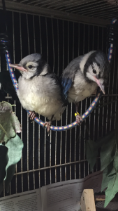 Polluelos de arrendajo azul