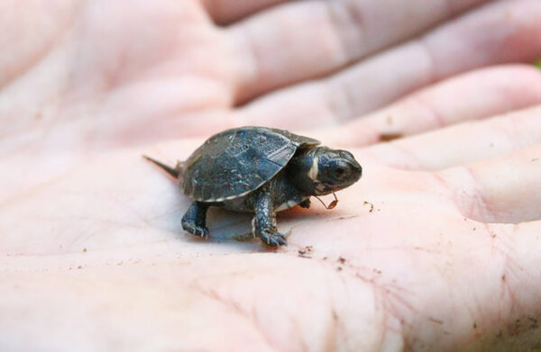 Una imagen de una linda tortuga bebé sostenida por una persona