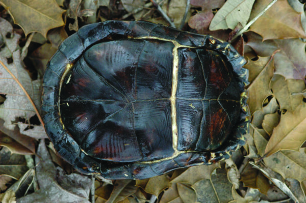 Caparazón de tortuga caja; Es de un color marrón oscuro con una placa articulada