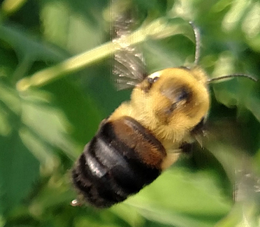 Una imagen de la abeja con cinturón marrón que es bastante similar en apariencia a la abeja con parches oxidados, pero sus alas son claras y no de color caramelo y su parche abdominal es de un color marrón opaco.