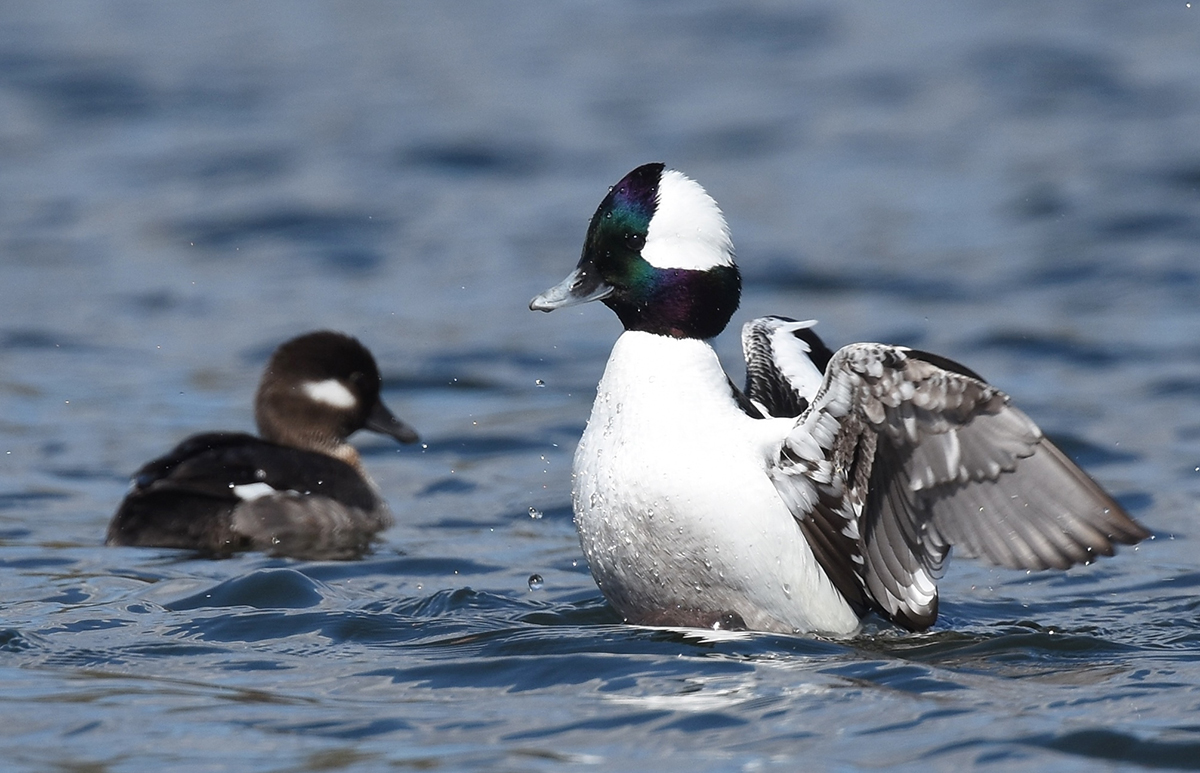 Una imagen de un cabeza de búfalo en el agua; el macho tiene una cabeza verde-azul con una corona blanca y la hembra es marrón con una mancha blanca en la mejilla