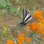 Una mariposa en un azahar
